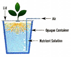 Standing Aerated Hydroponic Growing System