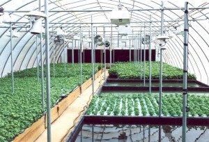 Raft Hydroponic Growing System