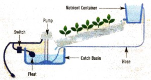 Nutrient Film Technique