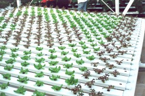 Lettuce being grown in NFT troughs